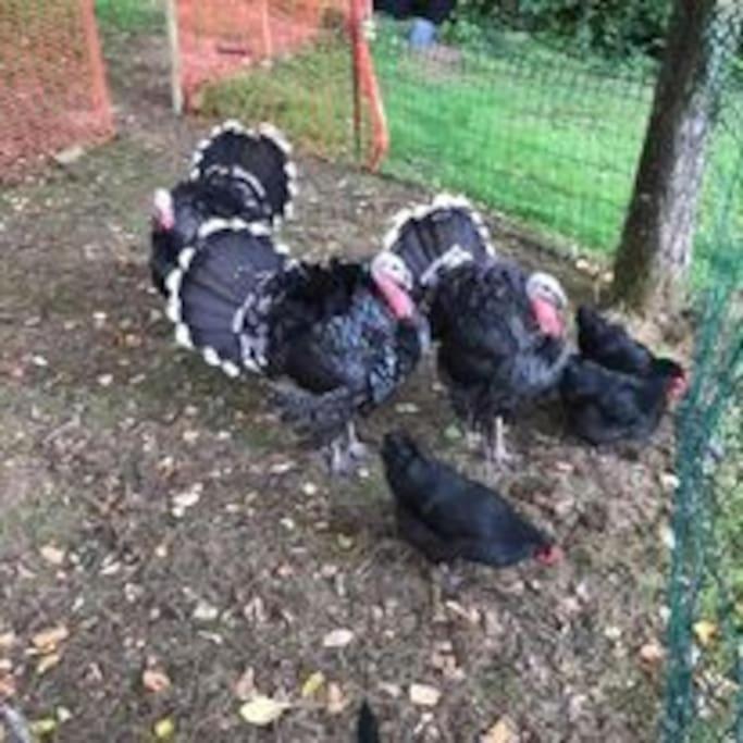 Bed and Breakfast Ferme De Noyes Sourdeval Exterior foto